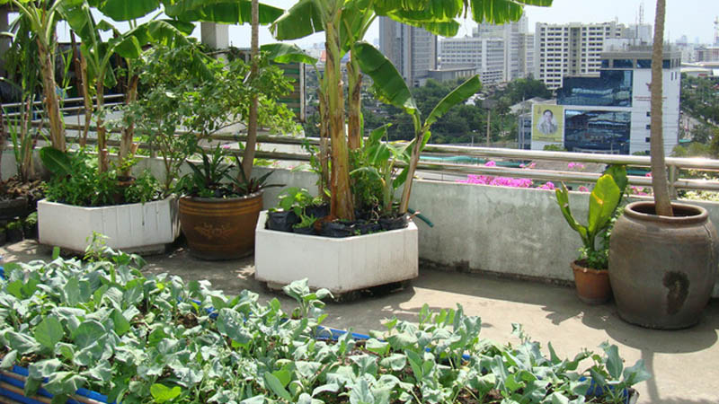 Nơi sân thượng hãy trồng nhiều nhỏ để lọc không khí cho gia đình