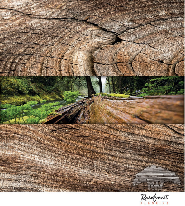 Gỗ rừng được sử dụng để làm sàn gỗ Rainforest là rừng nhân tạo được trồng tại đảo borneo